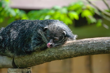 Palawan Binturong