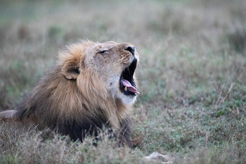 lion yawning in the rain