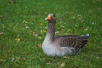 Wild goose sitting on bright green grass.