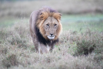 approaching lion