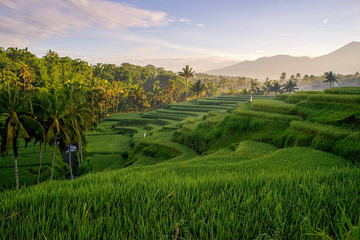 Green rice fields stretch in the morning