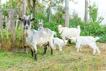 Fototapeta premium Cute chick goat relaxing in ranch farm in summer day. Domestic goats grazing in pasture and chewing, countryside background. Goat in natural eco farm growing to give milk and cheese.