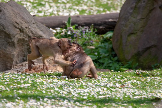 Schweinsaffe mit Jungtier