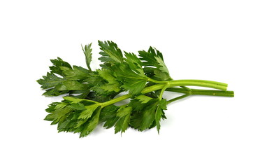 Celery leaves close up isolated on white background.