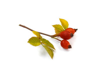 Rose hips (Rosa canina),close-up isolated on white background