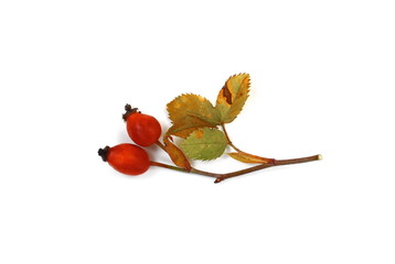Rose hips (Rosa canina),close-up isolated on white background