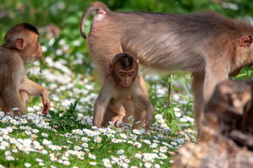 Schweinsaffe mit Jungtier