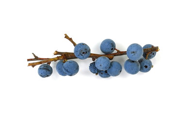 Prunus spinosa (blackthorn; sloe) scattered berries isolated on white background;
