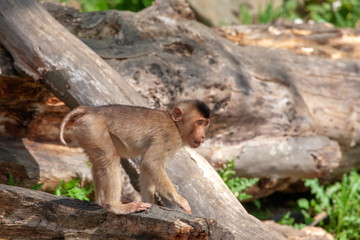 Schweinsaffe mit Jungtier