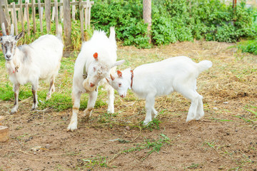 Obraz premium Cute chick goat relaxing in ranch farm in summer day. Domestic goats grazing in pasture and chewing, countryside background. Goat in natural eco farm growing to give milk and cheese.