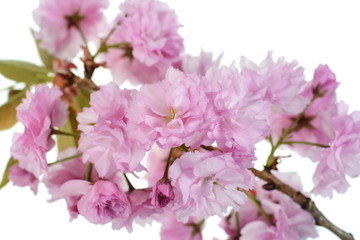 Beautiful sakura isolated. Beautiful flowering - blooming Japanese cherry 