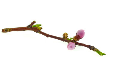 Flowering branch of peach. Isolated on white background.
