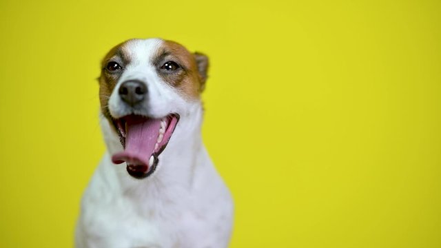 Funny dog. Portrait of a cute puppy on a yellow studio background. Jack Russell Terrier.