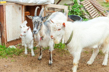 Fototapeta premium Cute chick goat relaxing in ranch farm in summer day. Domestic goats grazing in pasture and chewing, countryside background. Goat in natural eco farm growing to give milk and cheese.