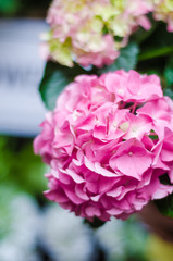 Pink, blue, lilac, violet, purple Hydrangea flower blooming in spring and summer.