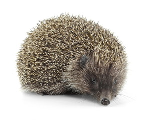 Hedgehog isolated on white background