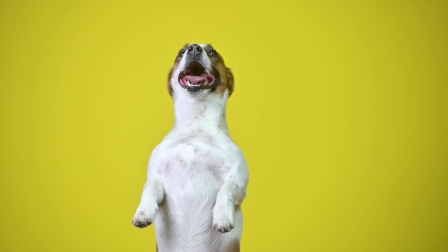 Funny dog. Portrait of a cute puppy on a yellow studio background, stands on its hind legs. Jack Russell Terrier.