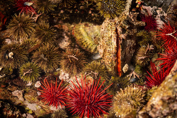 the intertidal of the pacific ocean