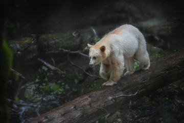 Fotobehang Beer the rare spirit bear  © Jack