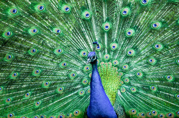 Fototapeta premium peacock with feathers out before dqancing