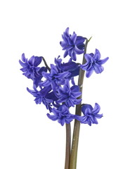 Blue Hyacinth flower bouquet, Hyacinthus orientalis isolated on white backround