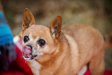 Cute chihuahua licking its lips from a treat