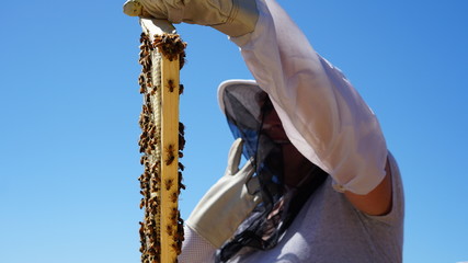 Collecting Honey