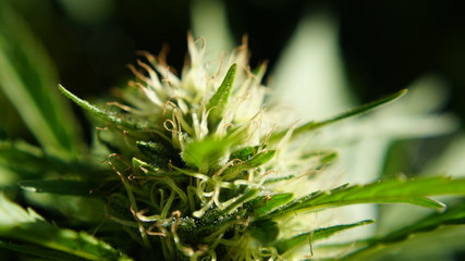 Up close Macro Cannabis Cola