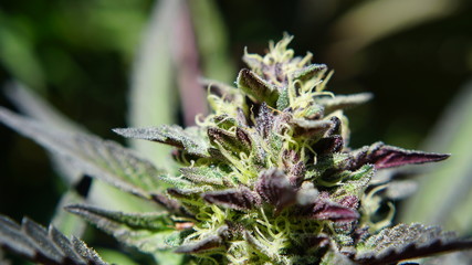 Purple Cola Cannabis