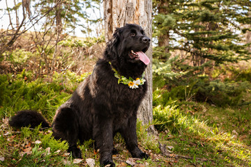 Big black dog wearing a floral collar for wedding