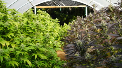 Colorful Separate Cannabis Strains INdica Sativa