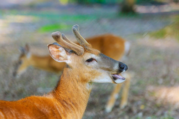 Cute deer with young antler eating on blurry background.