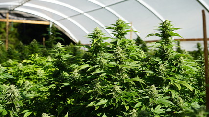Cannabis In Greenhouse Hoophouse