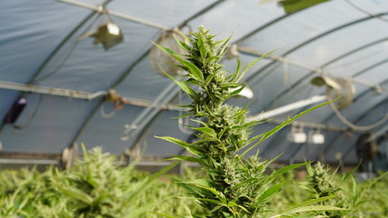 Reaching Cannabis Greenhouse