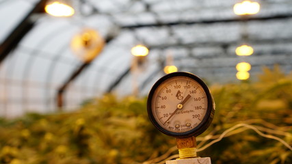Greenhouse Mixed Light Cannabis Valve