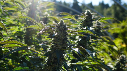 Outdoor Cannabis Growing