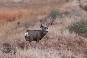 Wild Deer on the High Plains of Colorado