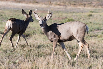 Colorado Wildlife. Wild Deer on the High Plains of Colorado