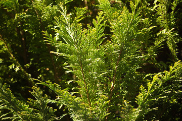 Thuja Lebensbaum, Thujen Hecke im Garten