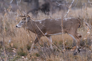 Wild Deer on the High Plains of Colorado