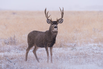 Mule deer buck in a snow storm. Wild Deer on the High Plains of Colorado