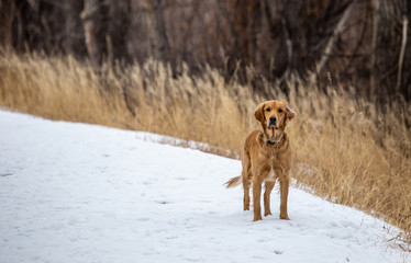 dog in snow