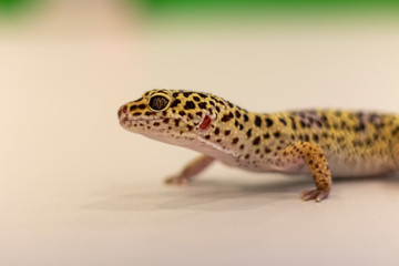 school animal - tiger gecko