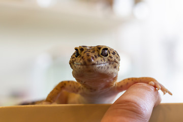 school animal - tiger gecko © Mariusz