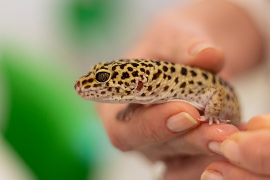 school animal - tiger gecko