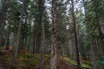 Fototapeta na wymiar Trunks of perennial conifers in a dense autumn forest