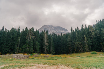 Glade surrounded by dense coniferous forest with a mountain peak in the background © Artem