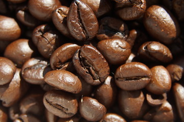coffee beans close-up in daylight