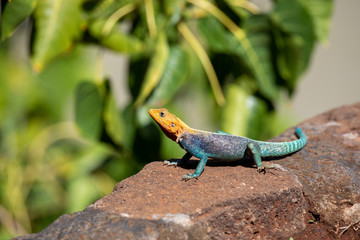 colorful colon agam
