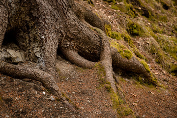tree roots winding through mossy forest floor